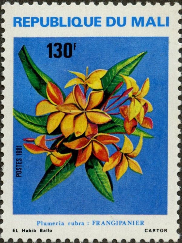 Malian postage stamp showing frangipani blossoms